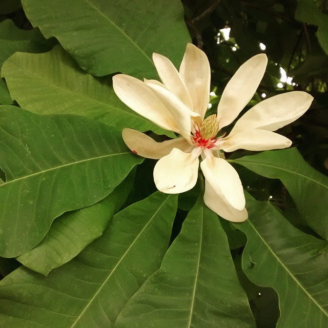 Umbrella_magnolia